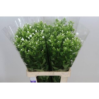 Freshy Phlox P Danielle