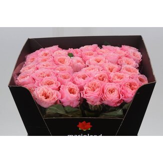 Freshy Rosa Mayfield X L