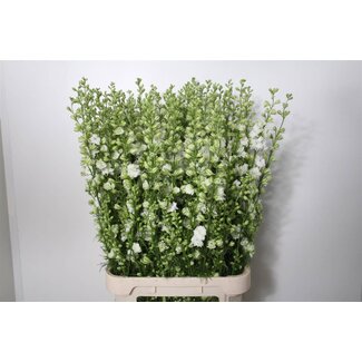 Freshy Consolida R Q White