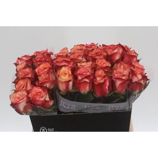 Freshy Rosa Attraction