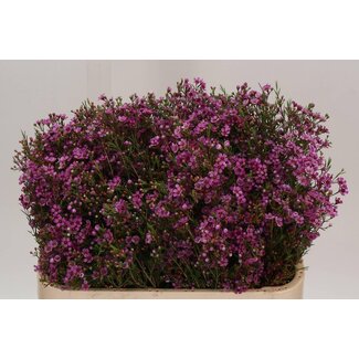 Freshy Chamelaucium Eden