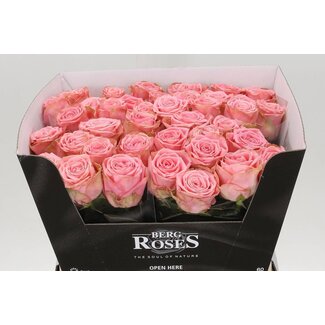 Freshy Rosa Sophia Loren