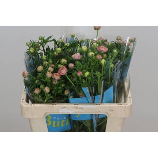 Freshy Ranunculus Butterfly Hera