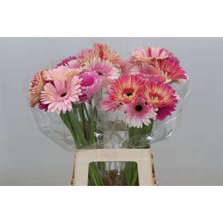 Freshy Gerbera * 65 Cm Roze Mix in Bos X10 (kwekers Keus)