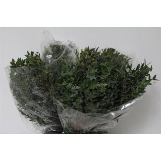 Freshy Eucalyptus Parvi 150gr Short (p. bos)
