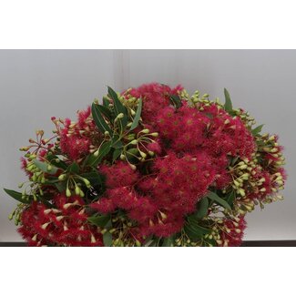 Freshy Eucalyptus Robusta Bes 300gr (p. bos)