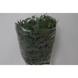 Freshy Eucalyptus Populus Bes 300gr (p. bos)
