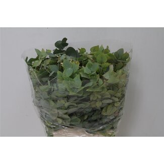 Freshy Eucalyptus Stuart Nature 150gr Short (p. bos)