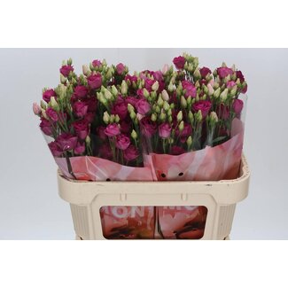 Freshy Eustoma Gevuld Rosi Ruby Red