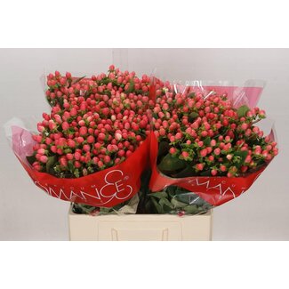 Freshy Hypericum Sweet Romance