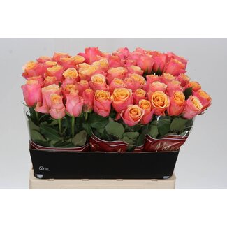 Freshy Rosa Melange