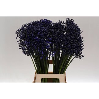 Freshy Agapanthus Intermedius