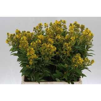 Freshy Lysimachia Vulgaris