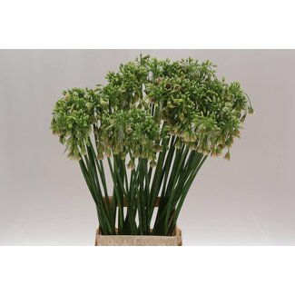 Freshy Allium Siculum