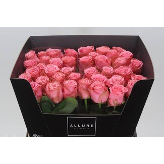 Freshy Rosa Sophia Loren Allure