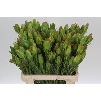Freshy Leucadendron Procerum