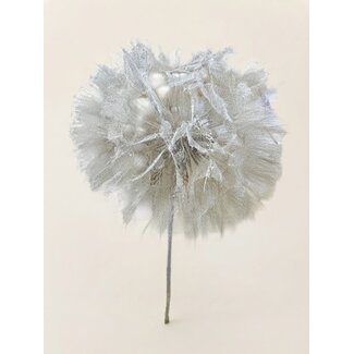 Dutch Dried Puste Flower Preserved | Colour: White | Length ± 25 centimetre | Per stem | In Display Box