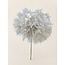 Puste Flower Preserved | Colour: White | Length ± 25 centimetre | Per stem | In Display Box