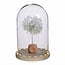 Puste Flower Gepreserveerd | Kleur: Wit | Lengte ± 25 centimeter | Per steel | In Display Doos