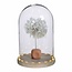 Puste Flower Preserved | Colour: White | Length ± 25 centimetre | Per stem | In Display Box