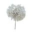 Puste Flower Gepreserveerd | Kleur: Wit | Lengte ± 25 centimeter | Per steel | In Display Doos