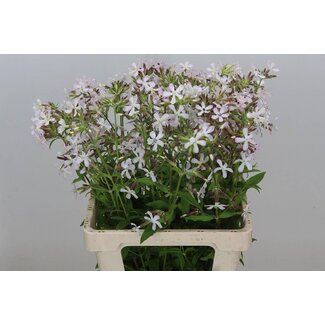 Freshy Saponaria Bio