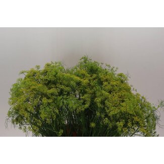 Freshy Anethum Graveolens Bio