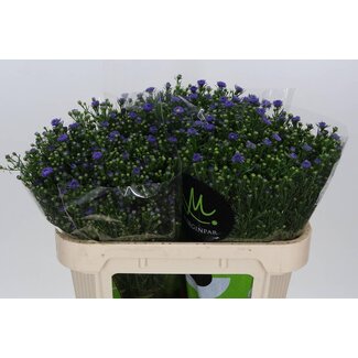Freshy Aster Teeny Tiny Blue