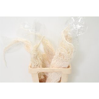 Freshy Amaranthus Bleached White (p. bos)