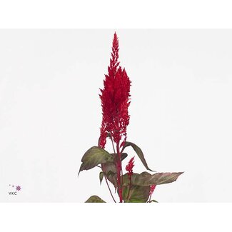 Freshy Celosia P Sunday Red