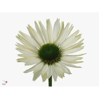 Freshy Echinacea Virgin Nieuw Exclusief