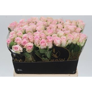 Freshy Rosa Bisou