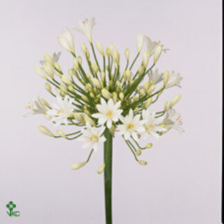 Freshy Agapanthus White Heaven Xxl