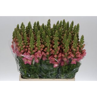 Freshy Antirrhinum Opus Pink L65