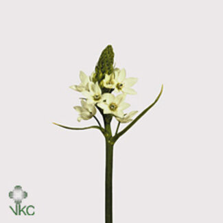 Freshy Ornithogalum Thyrsoides