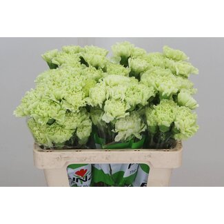 Freshy Anjer Funza Kort jungle Green