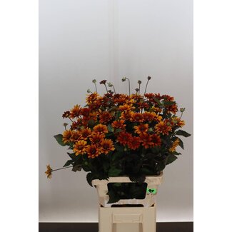 Freshy Heliopsis Red Shades