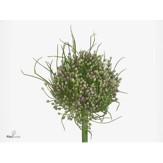 Freshy Allium Hairy Friend