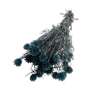 Casa Alegria Gepreserveerde Echinops XL | Kleur: Lichtblauw | Gedroogde Kogeldistels | Lengte ± 60 centimeter | Gewicht 250 gram | Per 10 stelen