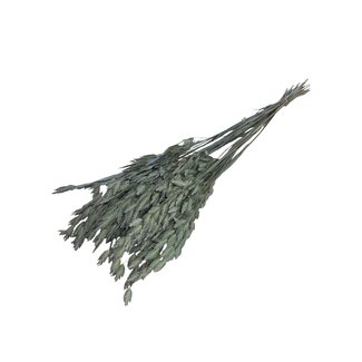 Casa Alegria Gedroogde Chasmanthium Latifolium | Kleur: Naturel | Plataargras Droogbloemen | Lengte ± 70 centimeter | Gewicht 50 gram | Per bos