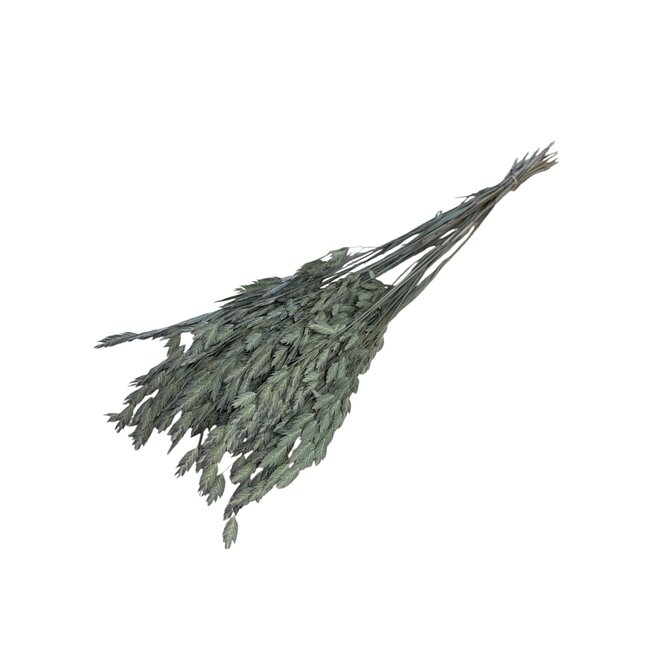 Natural Dried Chasmanthium Latifolium | Plataar grass Dried Flowers | Length ± 70 centimetre | Weight 50 gram | Per bunch