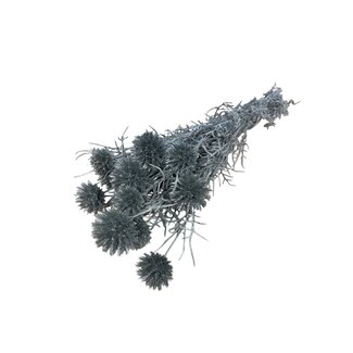 Casa Alegria Gepreserveerde Echinops XL | Kleur: Zilverkleurig | Kogeldistel Droogbloemen | Lengte ± 60 centimeter | Gewicht 250 gram | 10 stelen per bos | Per bos