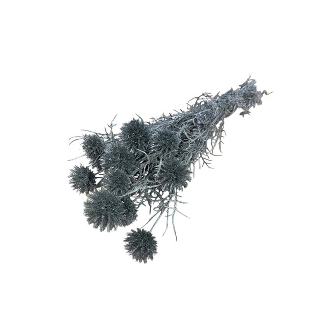 Gepreserveerde Echinops XL | Kleur: Zilverkleurig | Kogeldistel Droogbloemen | Lengte ± 60 centimeter | Gewicht 250 gram | 10 stelen per bos | Per bos