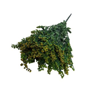 Casa Alegria Green Preserved Solidago | Goldenrod Dried Flowers | Length ± 70 centimeter | Weight 100 gram | Per bunch
