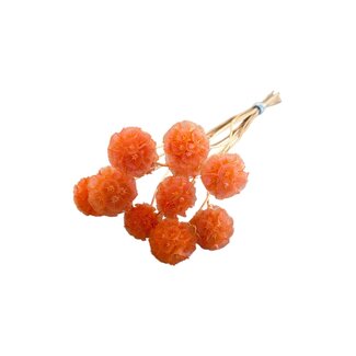 Casa Alegria Orange Dried Scabiosa | Scabious Dried Flowers | Length ± 30 centimetre | 10 stems per bunch | Per bunch