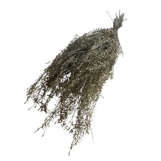 Casa Alegria Gold-coloured Preserved Lepidium | Peppercress Dried Flowers | Length ± 60 centimetre | Weight 75 gram | Per bunch