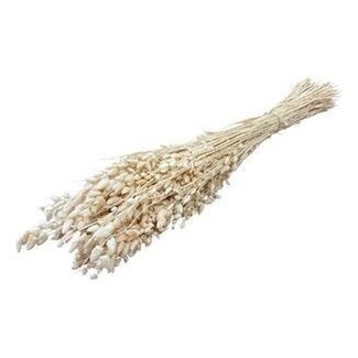 Casa Alegria White Bleached Dried Briza Maxima | Quaking Grass Dried Flowers | Length ± 60 centimetre | Weight 100 gram | Per bunch