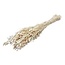 White Bleached Dried Briza Maxima | Quaking Grass Dried Flowers | Length ± 60 centimeter | Weight 100 gram | Per bunch
