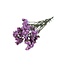 Pink Dried Statice Sinuata | Statice Dried Flowers | Length ± 70 centimeter | Weight 75 gram | Per bunch