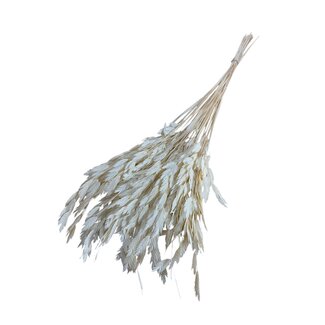 Casa Alegria White Bleached Dried Chasmanthium Latifolium | Plataargras Dried Flowers | Length ± 70 centimeter | Weight 50 gram | Per Bunch
